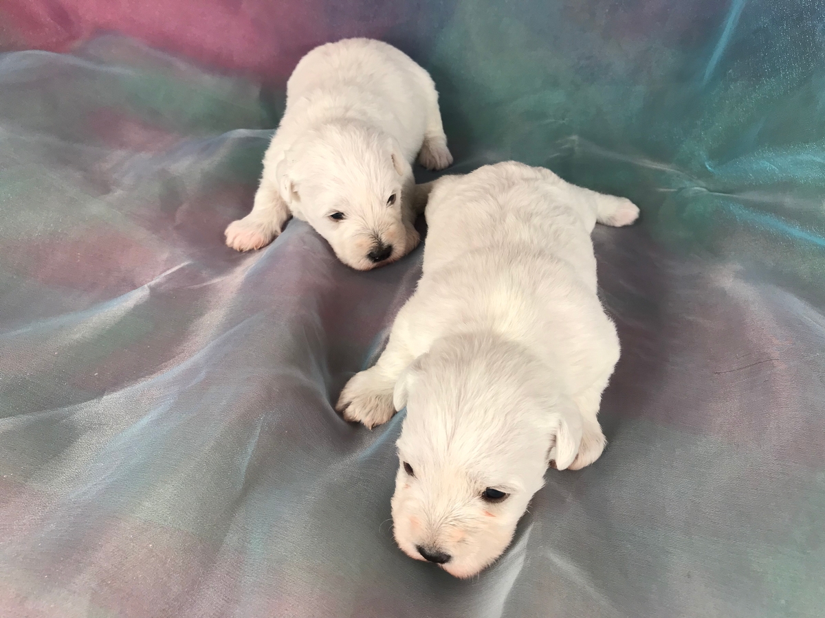 White Miniature Schnoodle Puppies for Sale DOB 2-14-2019 $975